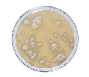 Yeast Extract Agar for microbial plate counting in laboratories