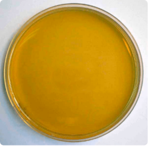 Bile Esculin Agar culture medium for enterococci identification