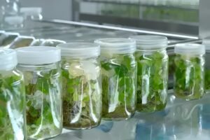 Choosing the Right Culture Medium for Successful Plant Tissue Culture