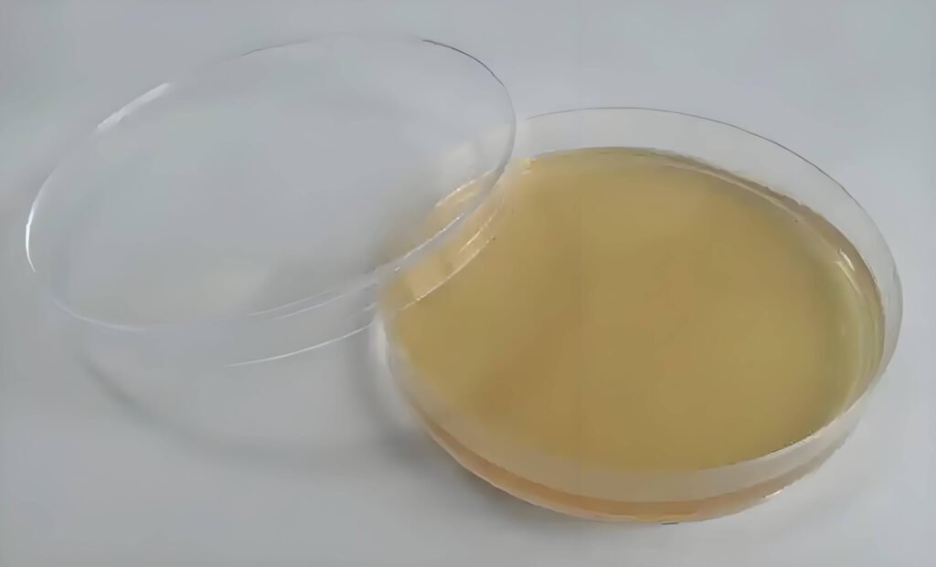 Lab technician pouring sterilized culture media into petri dishes
