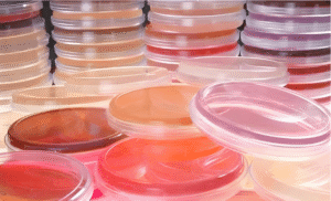 Petri dishes with culture media for accurate cosmetic microbial testing in a laboratory setting